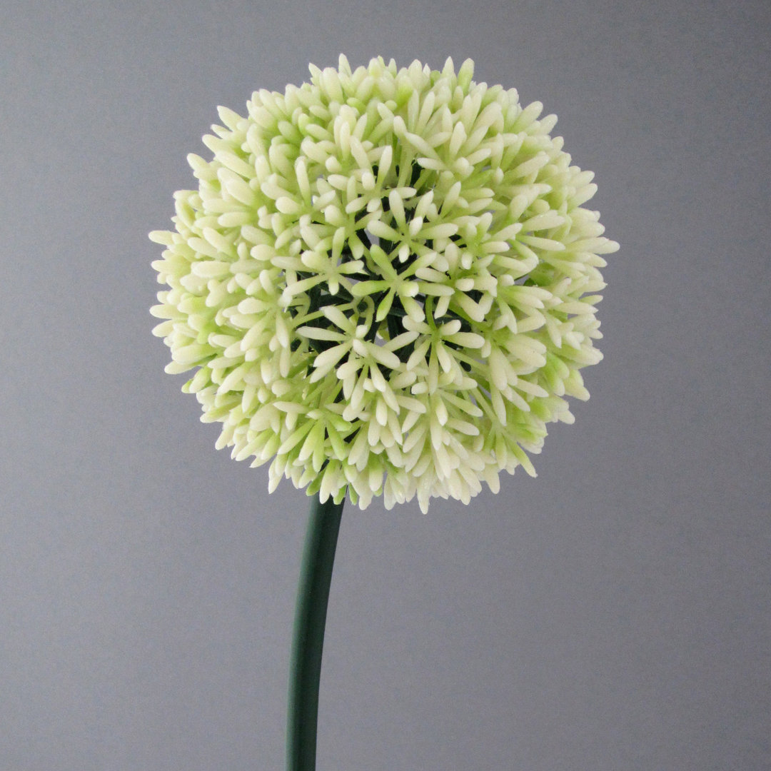 Allium 68cm